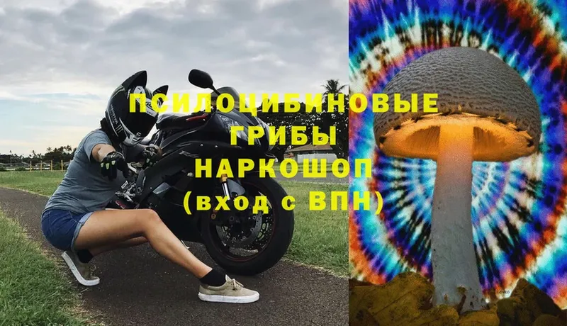 Псилоцибиновые грибы Psilocybe  Каргат 